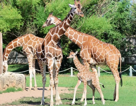 Giraffe Family