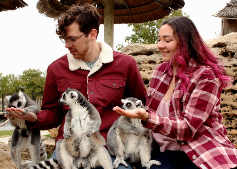 OCT2023_Lemurs being Fed by Couple