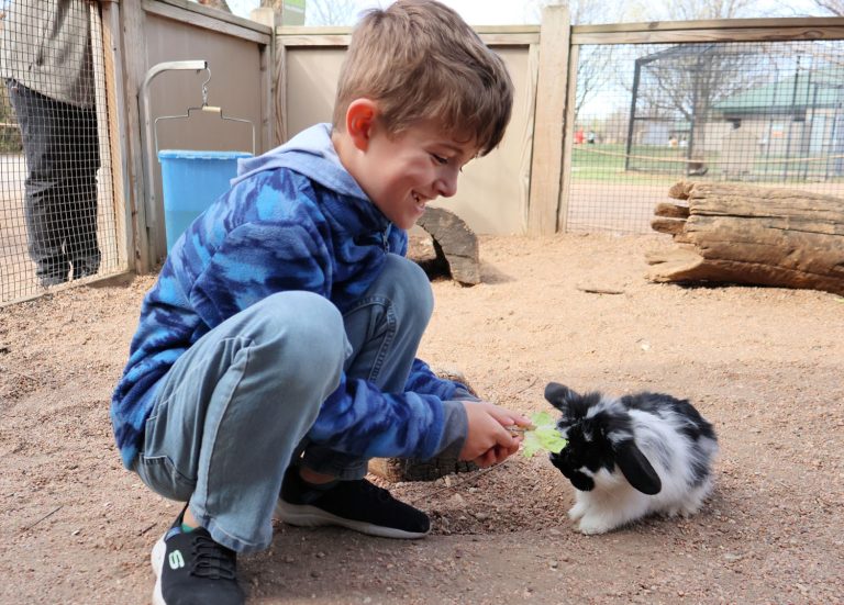 Rabbit Feeding