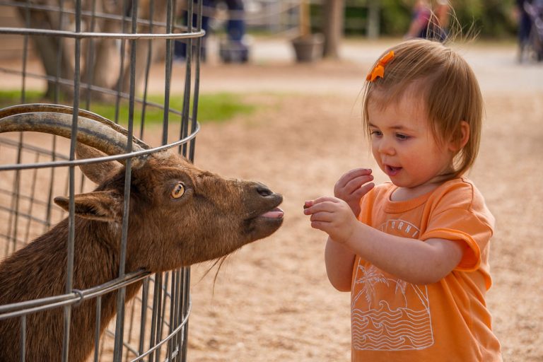 Tanganyika Wildlife Park Goat Feeding 2022_CS (2) (1)